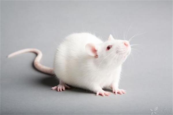 大小鼠体内药代动力学评价